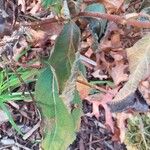 Hydrangea involucrata Leaf