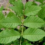 Fraxinus excelsior Leaf