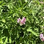 Pelargonium graveolens Feuille