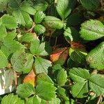 Fragaria chiloensis Leaf