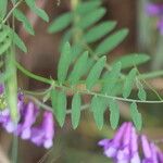 Vicia eriocarpa Deilen