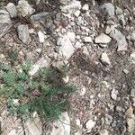 Onobrychis supina Flor
