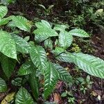 Palicourea acuminata Leaf