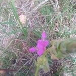 Desmodium intortum Blüte