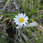 Anthemis arvensis Цветок