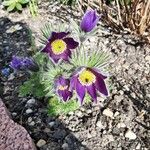 Anemone montana Blomma