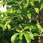 Morinda citrifolia 葉