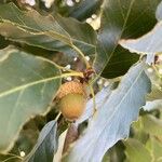 Quercus castaneifolia Fruit