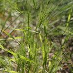 Taeniatherum caput-medusae Fula