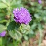 Centratherum punctatum Flor