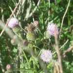 Cirsium arvenseBlüte