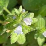 Echium parviflorum 花