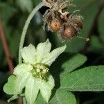 Dalechampia scandens Fruto