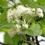 Scandosorbus intermedia Květ