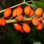 Erythrina globocalyx Plod