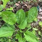 Plantago rugelii Folha