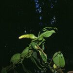 Philodendron rudgeanum Фрукт