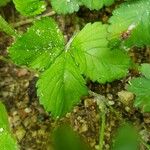 Potentilla indica Folha