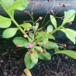 Talinum paniculatum Fruit