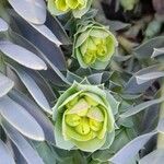 Euphorbia myrsinites Other