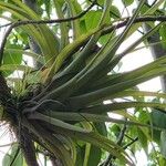 Tillandsia utriculata Leaf