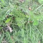 Achillea odorata Feuille