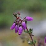 Erica cinereaFloare