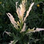 Cirsium discolor Hostoa