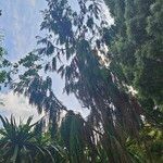 Dacrydium cupressinum Habit