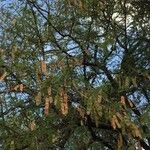 Albizia harveyi Плод