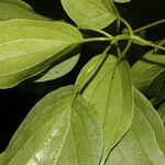 Clematis dioica Blad