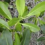 Ficus obliqua Habit