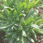 Lindelofia longiflora Hoja