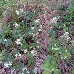 Rubus bertramii Blomma