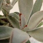 Kalanchoe tomentosa Folha