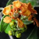 Tetrapterys discolor Blomst