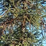 Araucaria araucana عادت