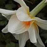 Narcissus tazetta Flower