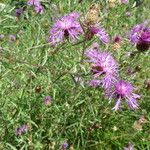 Centaurea decipiens Hábito