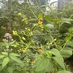 Scrophularia marilandica Flower