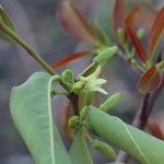 Ximenia americana Flower