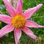 Dahlia tenuicaulis 花