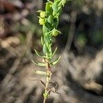 Lysimachia linum-stellatum Žievė