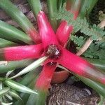 Neoregelia carolinae Листок