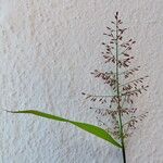 Eragrostis tenella Habit