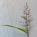 Eragrostis tenella Pokrój