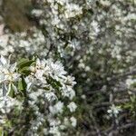 Amelanchier ovalisFlors