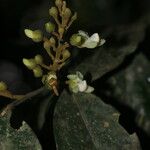 Xanthophyllum flavescens Цветок