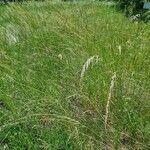 Festuca rubra Folha