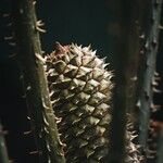 Ceratozamia mexicana Fruitua